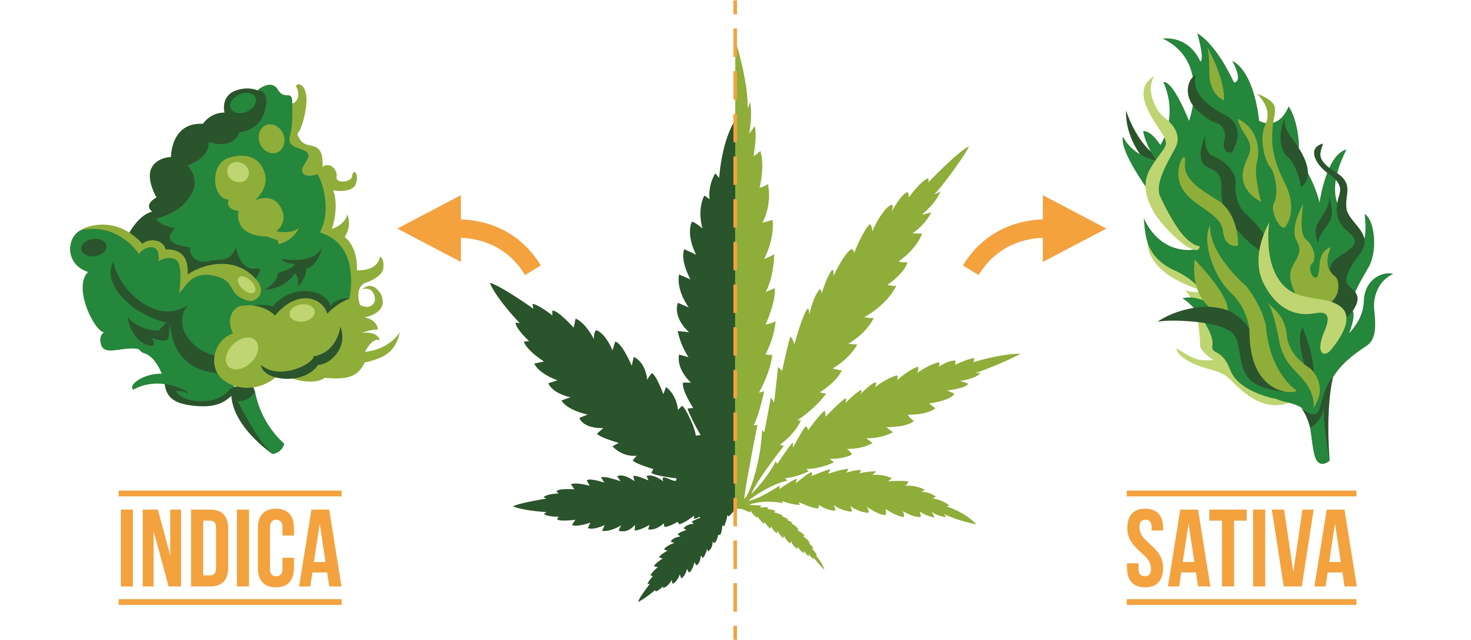 Diferencias entre cannabis Indica y Sativa