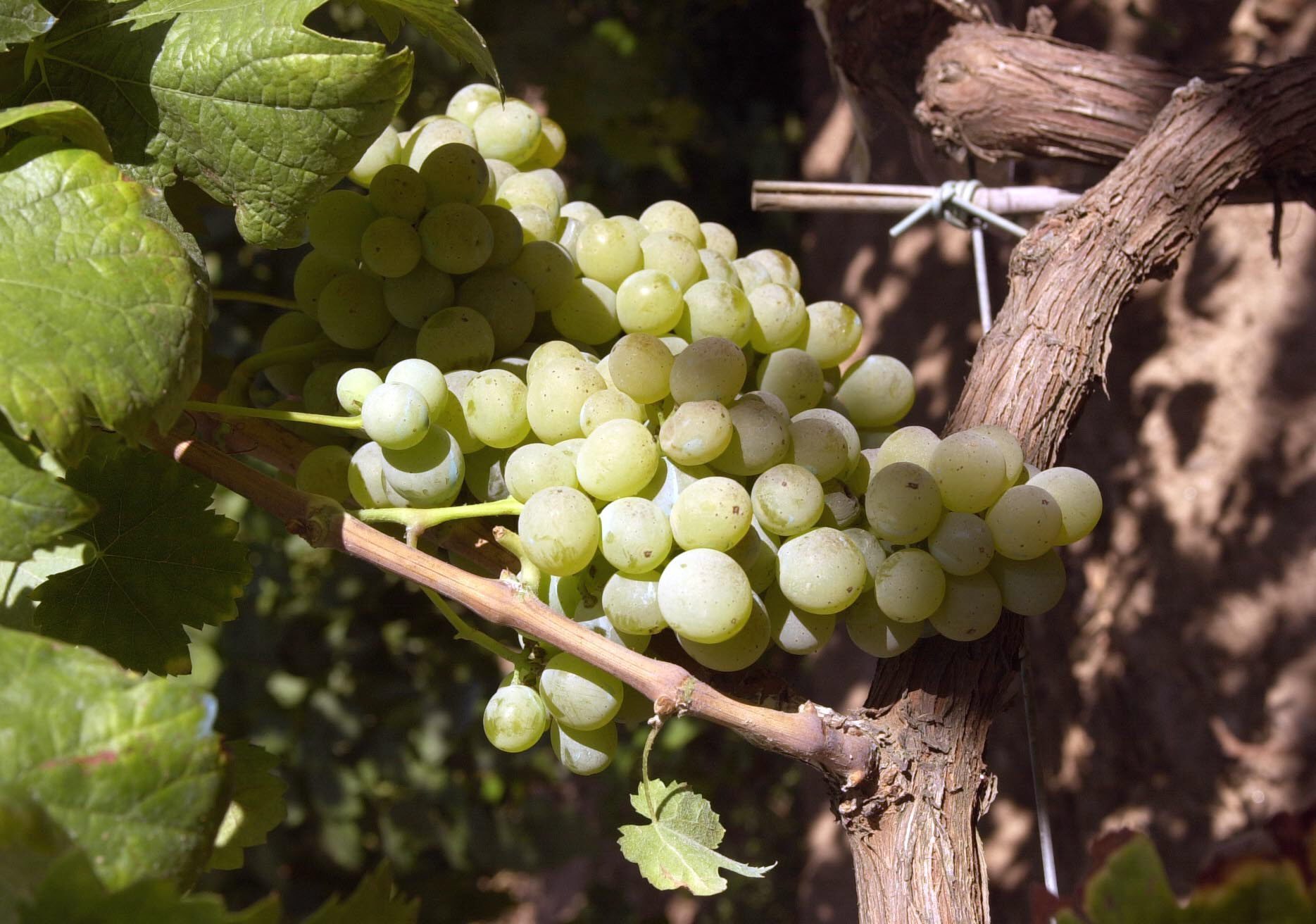 Un racimo de uvas en un viñedo. EFE