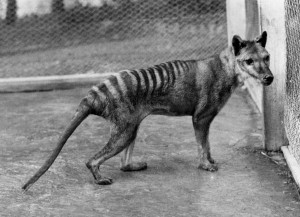 Fotografía de archivo de un tigre de Tasmania. Varios medios informaron el pasado 28 de marzo, que podría haberse avistado un tigre de Tasmania en Queensland (Australia) y un científico ha comenzado la búsqueda del animal. Kathryn Medlock-Tasmanian Museum and Art Gallery.