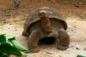 Tortugas gigantes