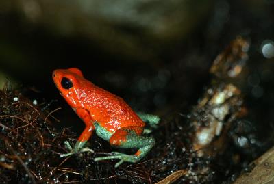 Ejemplar de sapo (Dendrobates granuliferus).