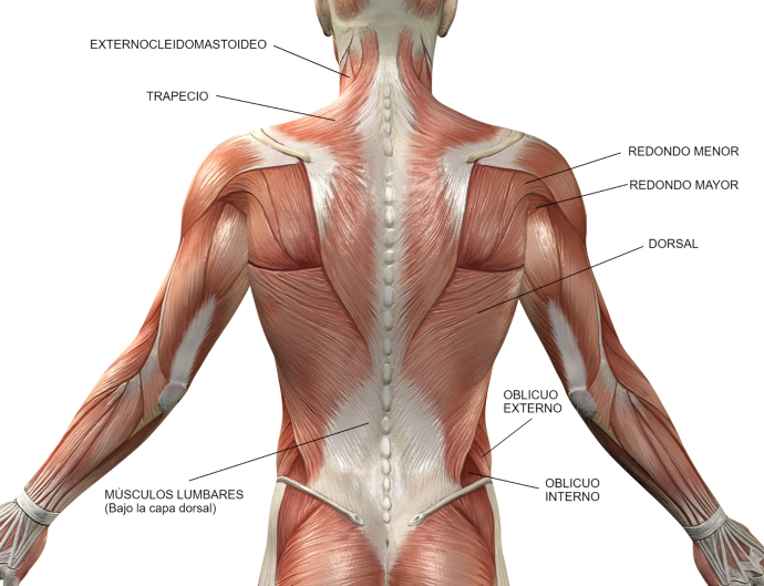 Todos los músculos de la espalda, para saber su funcionamiento